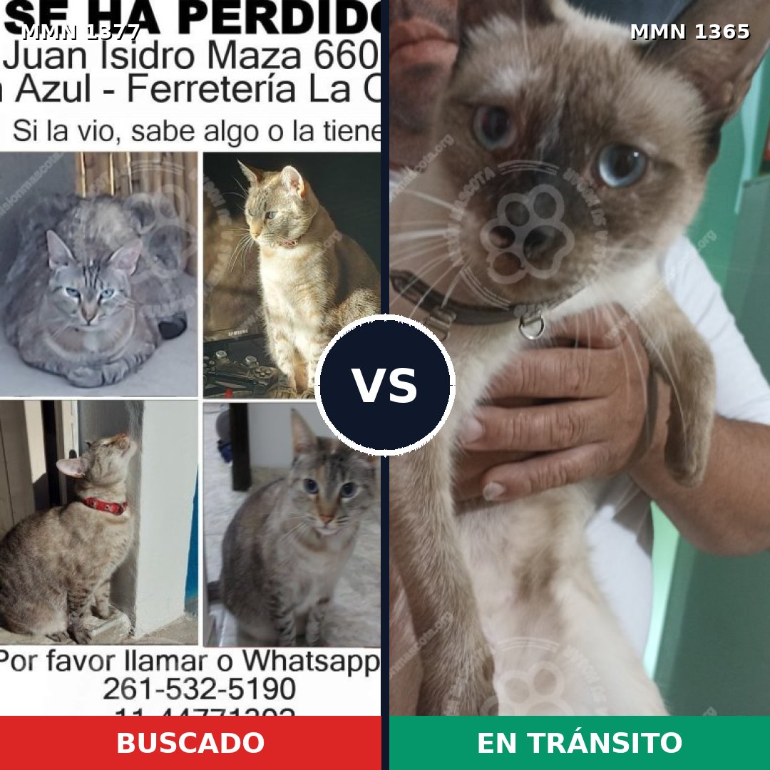 Comparativa MMS 28447: mascota perdida y mascota encontrada, 57% de similitud
