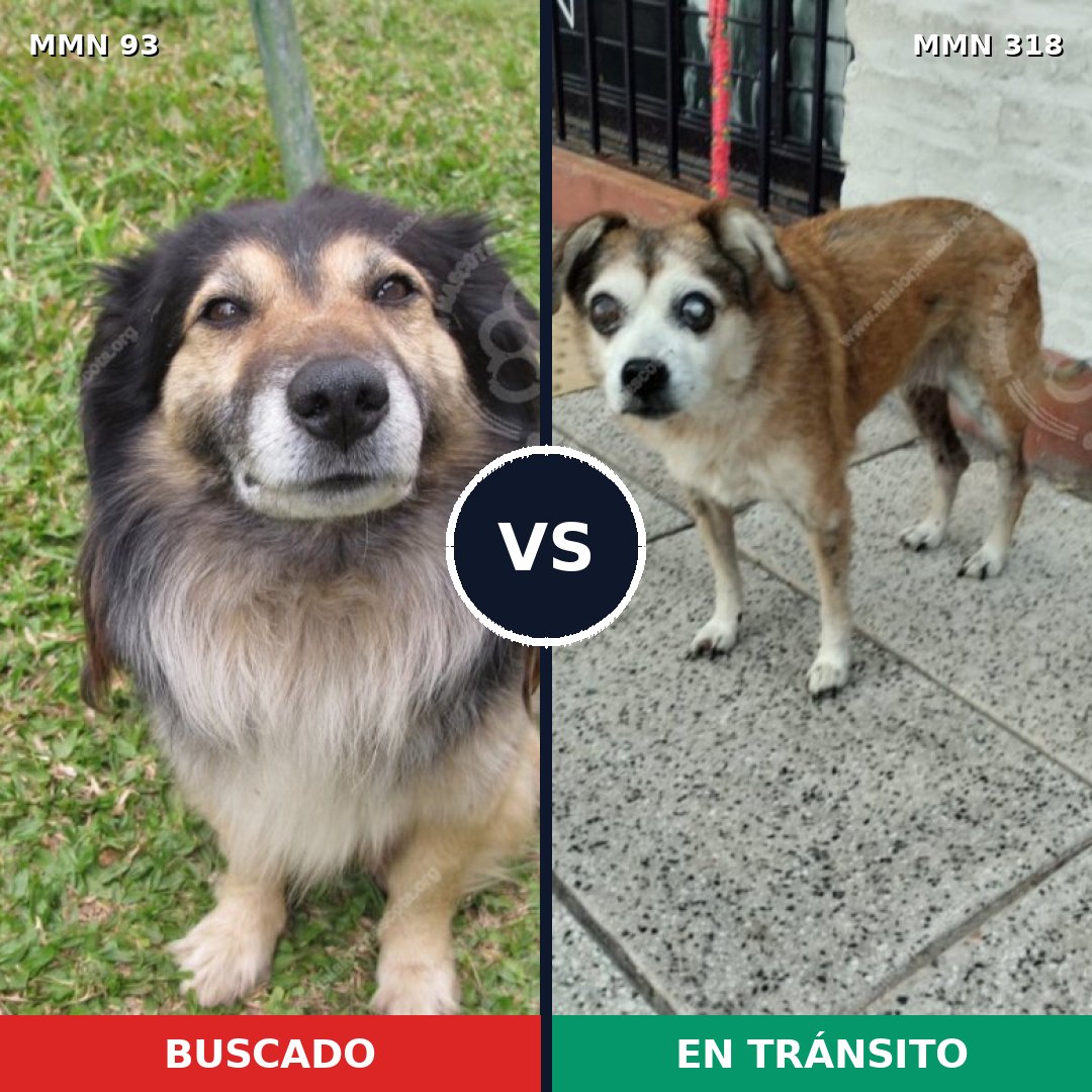 Comparativa MMS 2845: mascota perdida y mascota encontrada, 21% de similitud