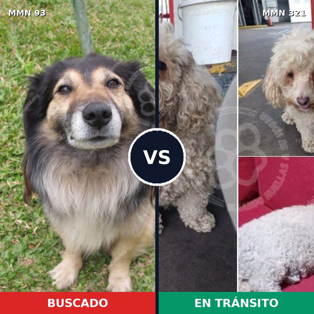 Comparativa MMS 2846: mascota perdida y mascota encontrada, 8% de similitud