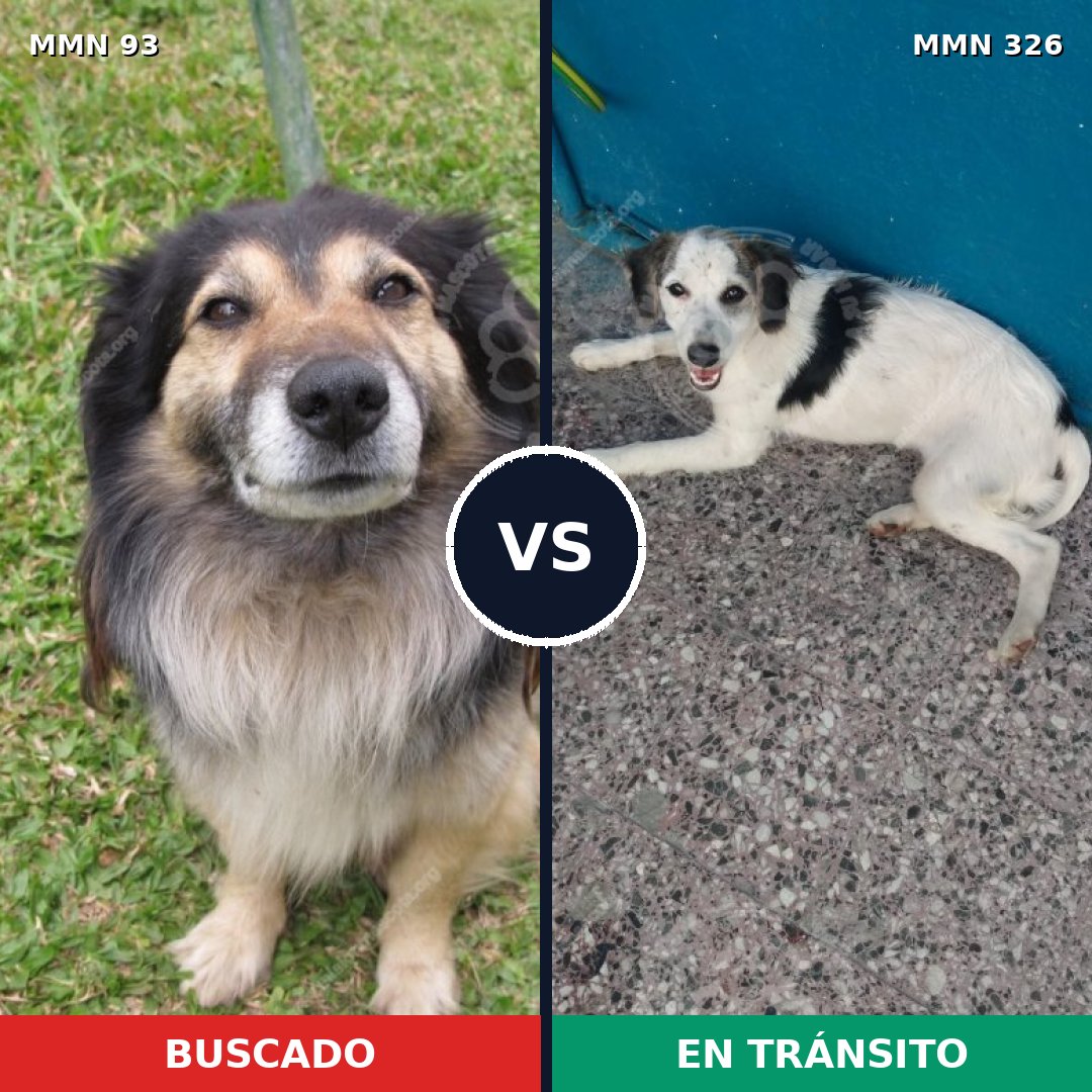 Comparativa MMS 2847: mascota perdida y mascota encontrada, 70% de similitud