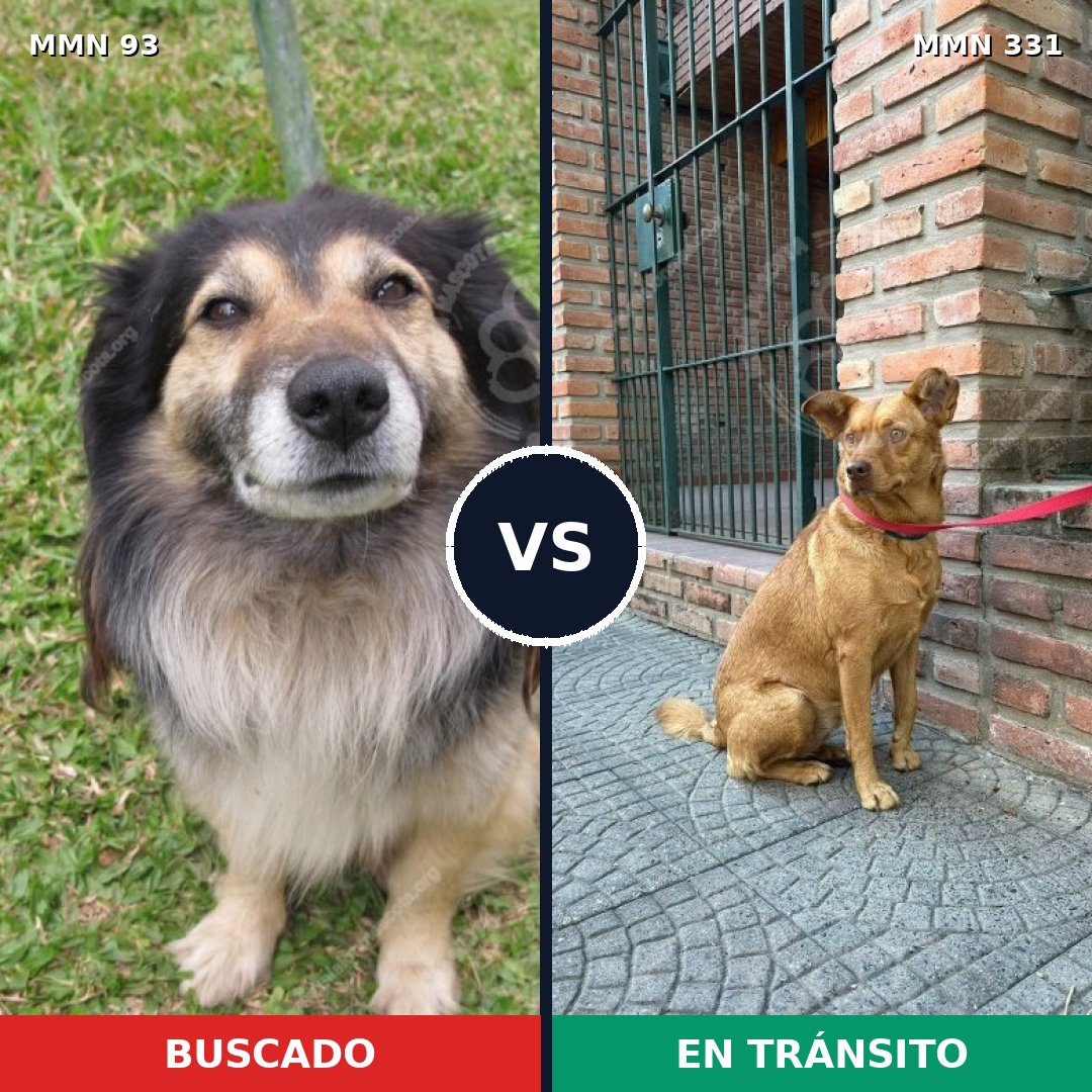 Comparativa MMS 2848: mascota perdida y mascota encontrada, 55% de similitud