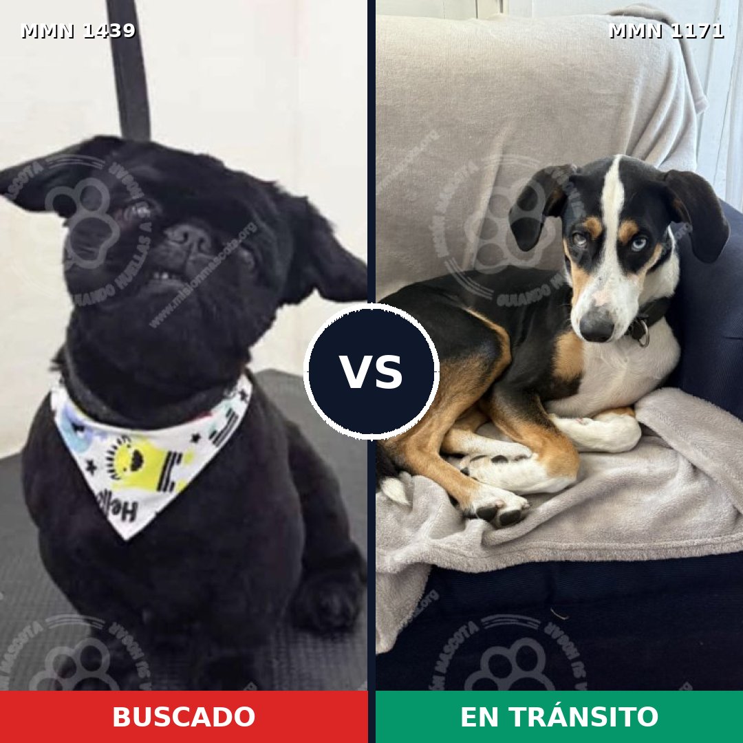 Comparativa MMS 28485: mascota perdida y mascota encontrada, 33% de similitud