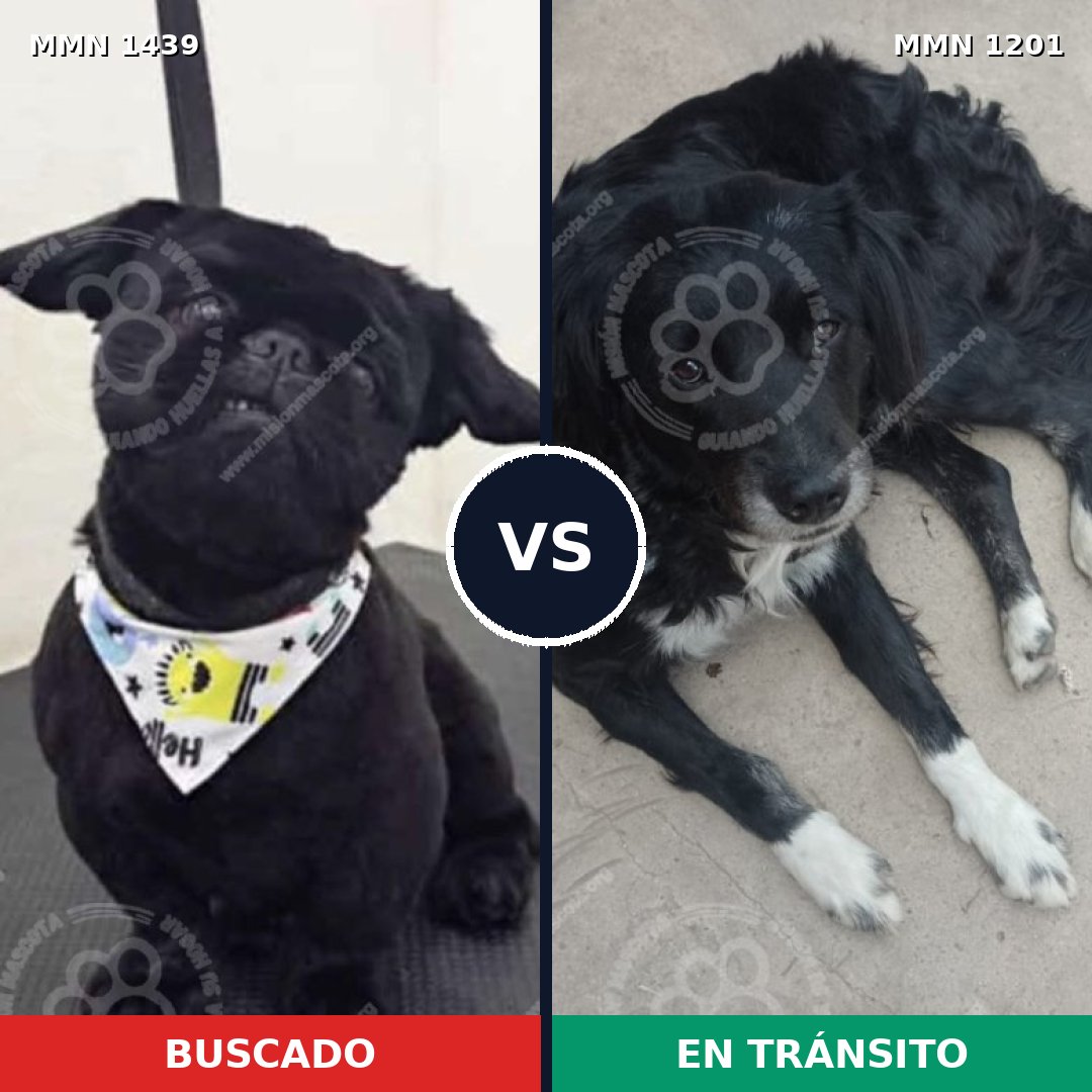 Comparativa MMS 28487: mascota perdida y mascota encontrada, 25% de similitud