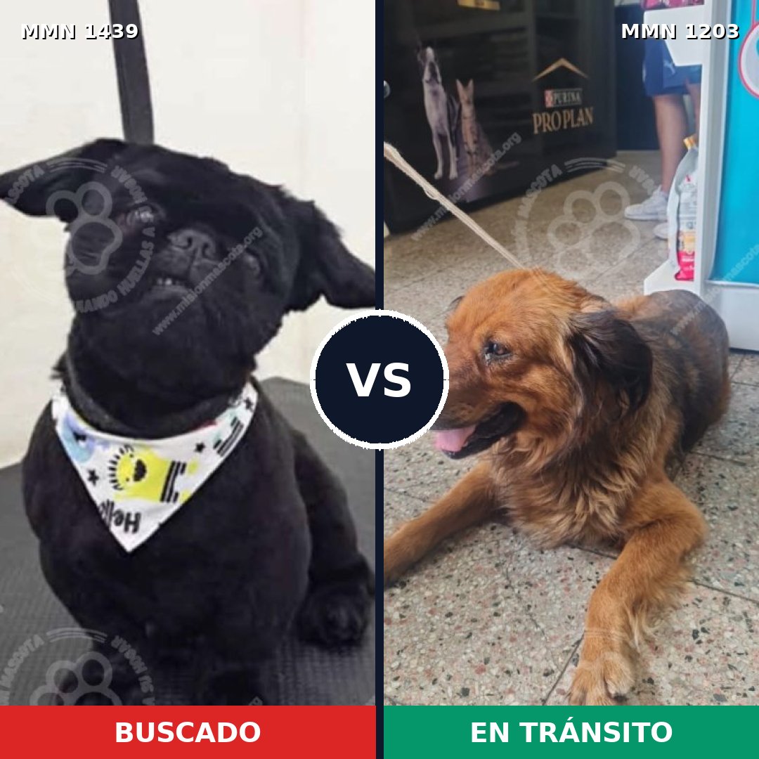 Comparativa MMS 28488: mascota perdida y mascota encontrada, 30% de similitud