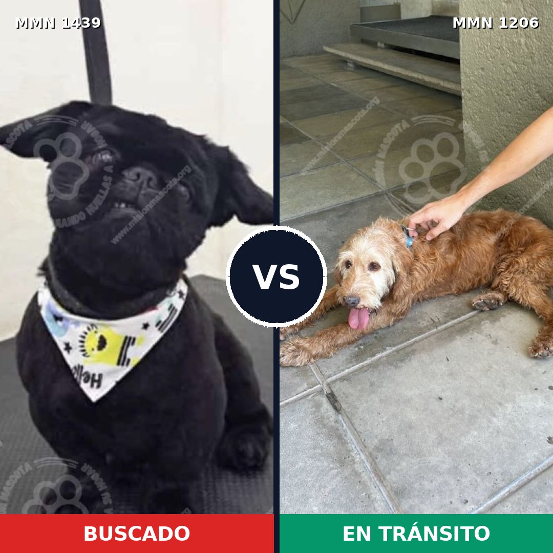 Comparativa MMS 28489: mascota perdida y mascota encontrada, 36% de similitud