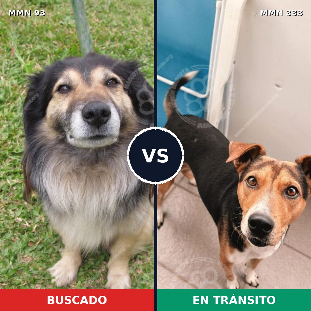 Comparativa MMS 2849: mascota perdida y mascota encontrada, 55% de similitud