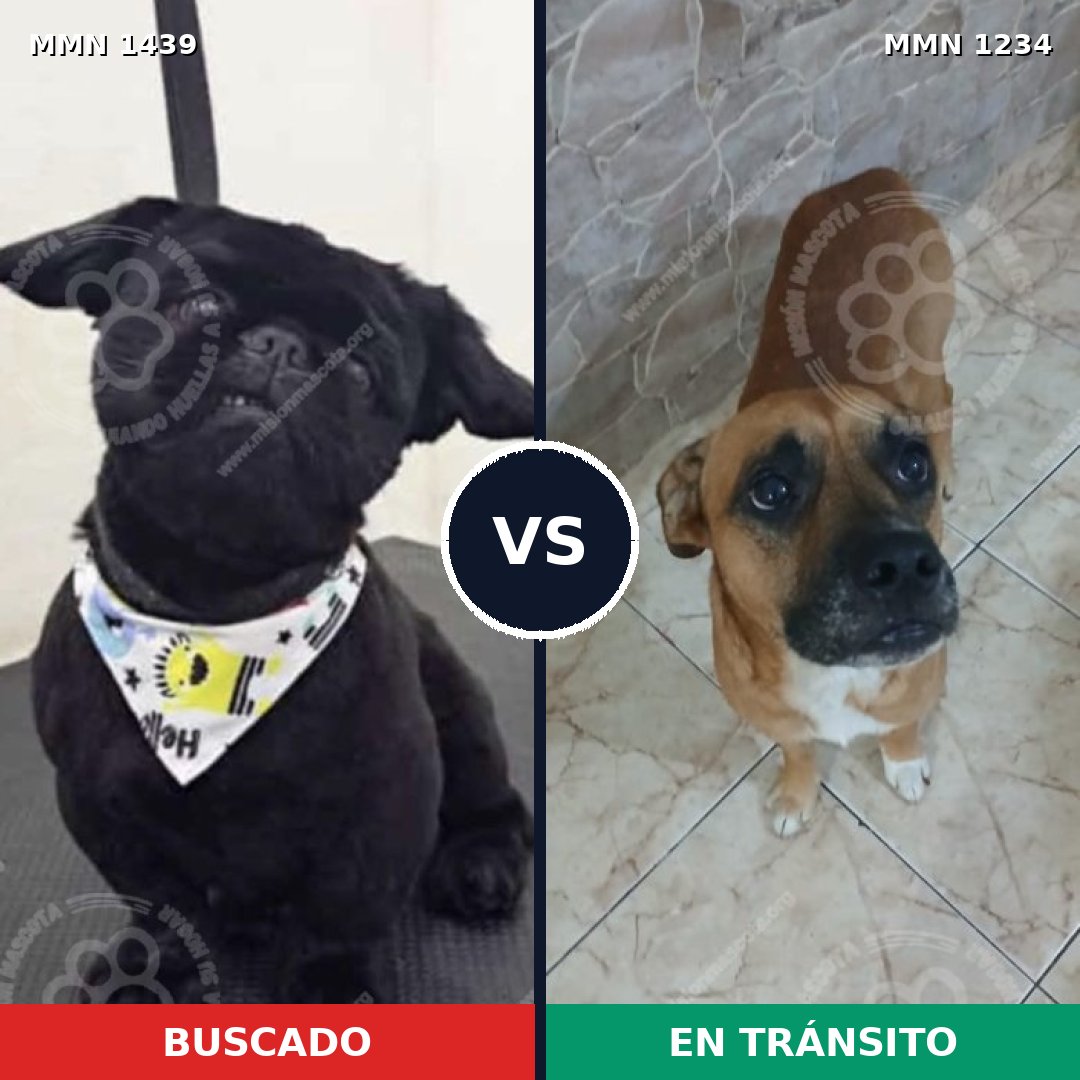 Comparativa MMS 28491: mascota perdida y mascota encontrada, 22% de similitud