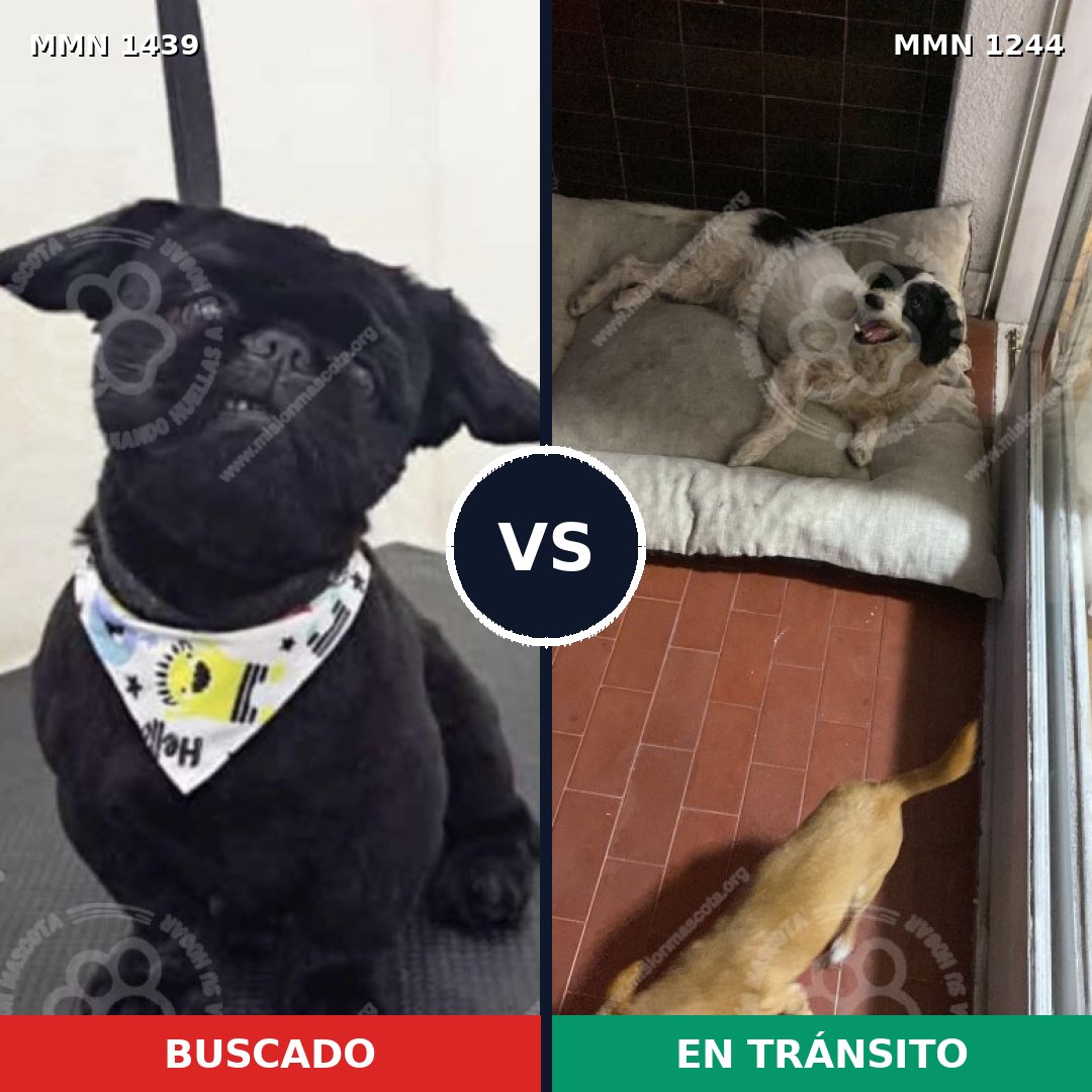 Comparativa MMS 28493: mascota perdida y mascota encontrada, 31% de similitud