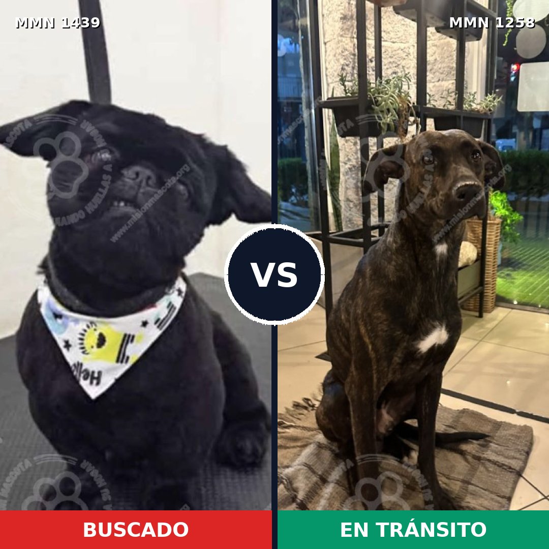 Comparativa MMS 28494: mascota perdida y mascota encontrada, 35% de similitud
