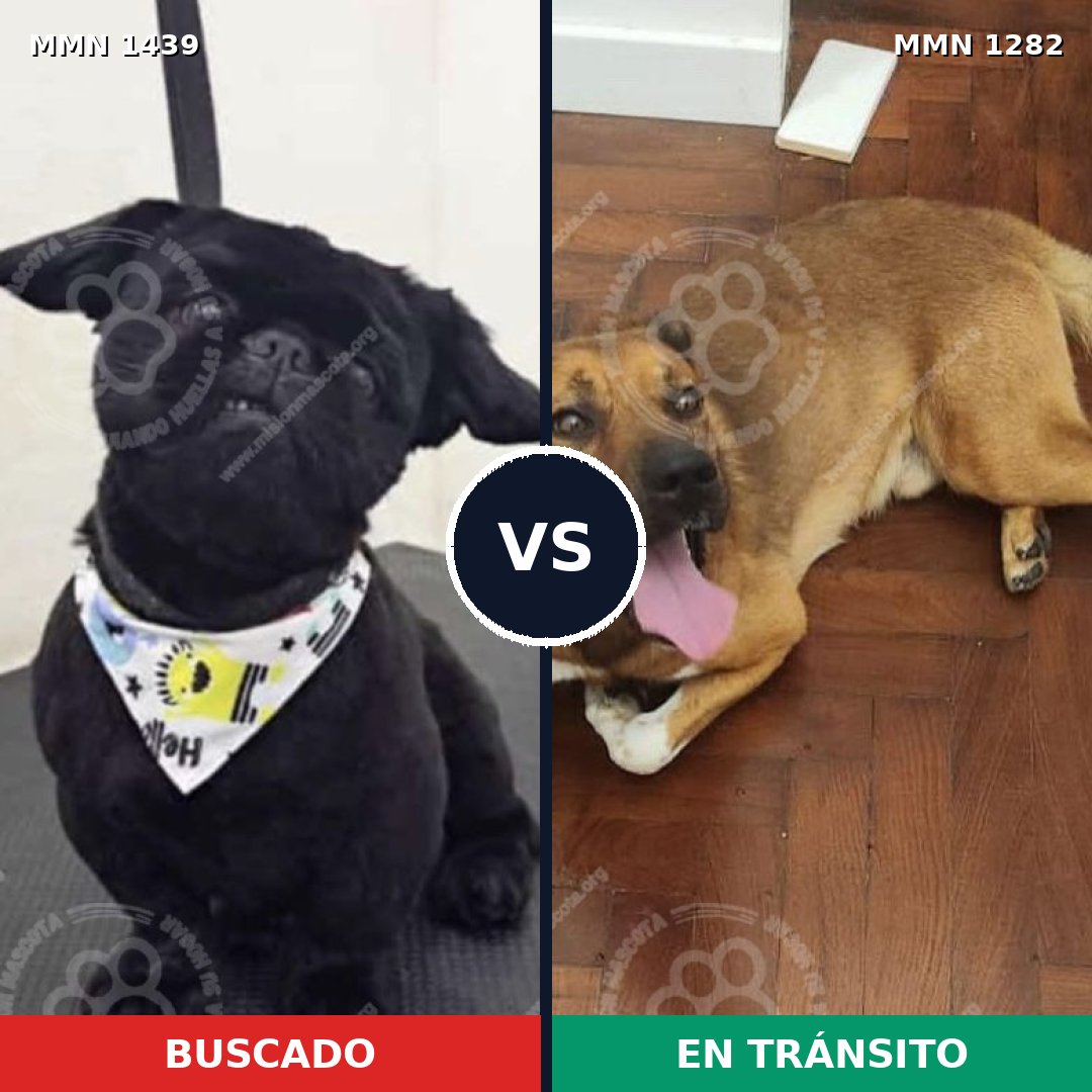Comparativa MMS 28496: mascota perdida y mascota encontrada, 27% de similitud