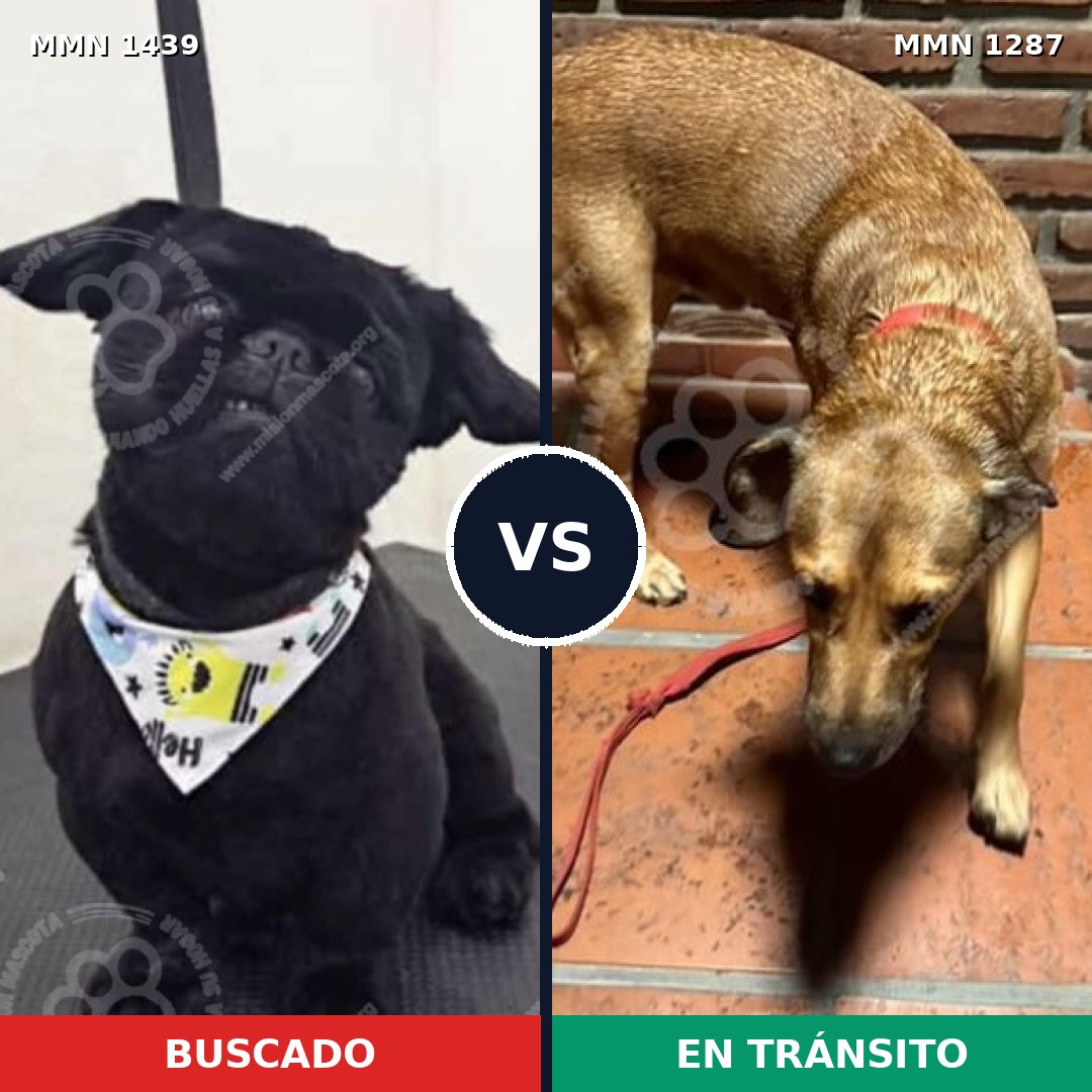 Comparativa MMS 28497: mascota perdida y mascota encontrada, 31% de similitud