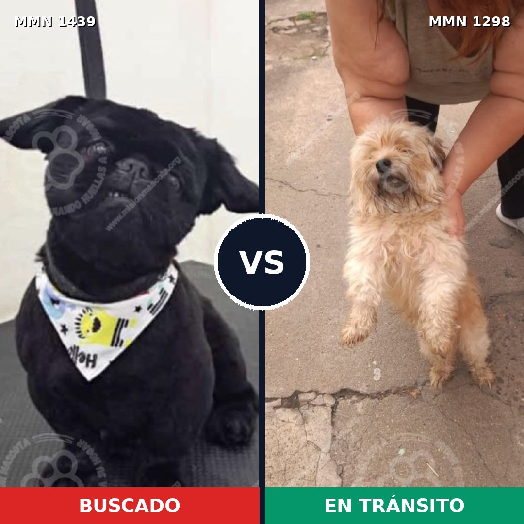 Comparativa MMS 28498: mascota perdida y mascota encontrada, 30% de similitud