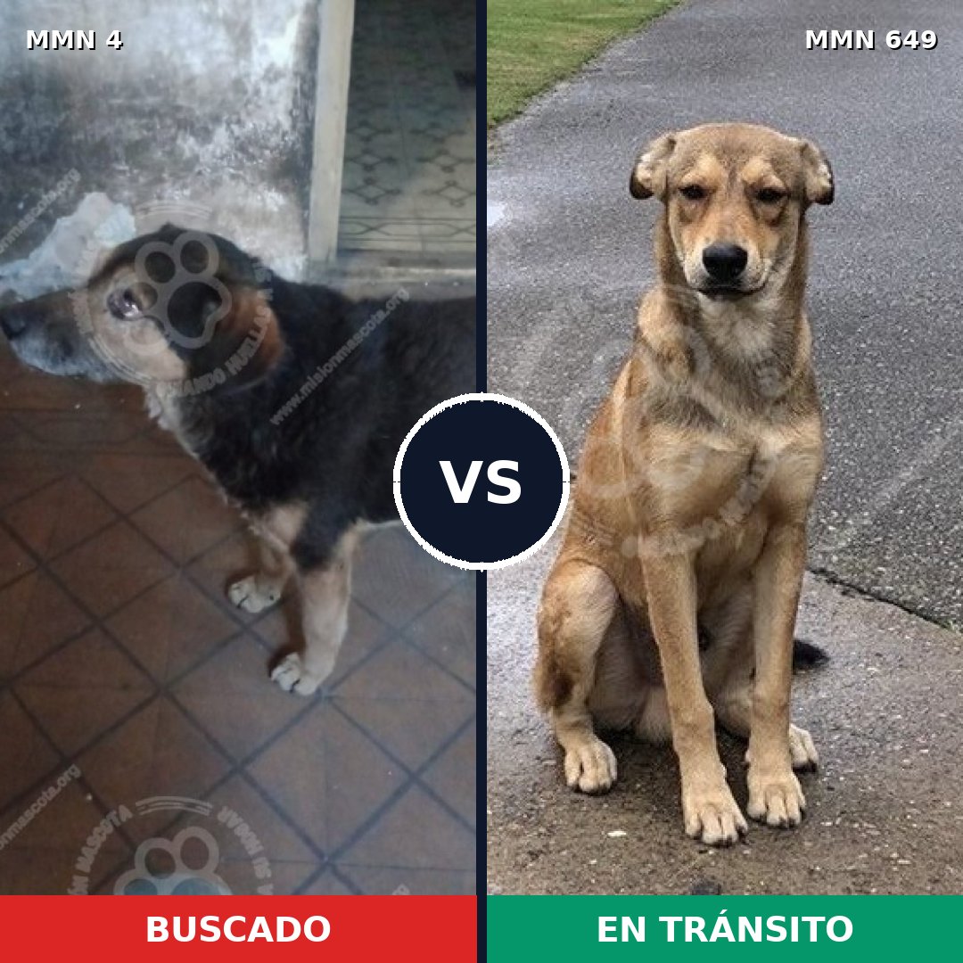 Comparativa MMS 285: mascota perdida y mascota encontrada, 31% de similitud
