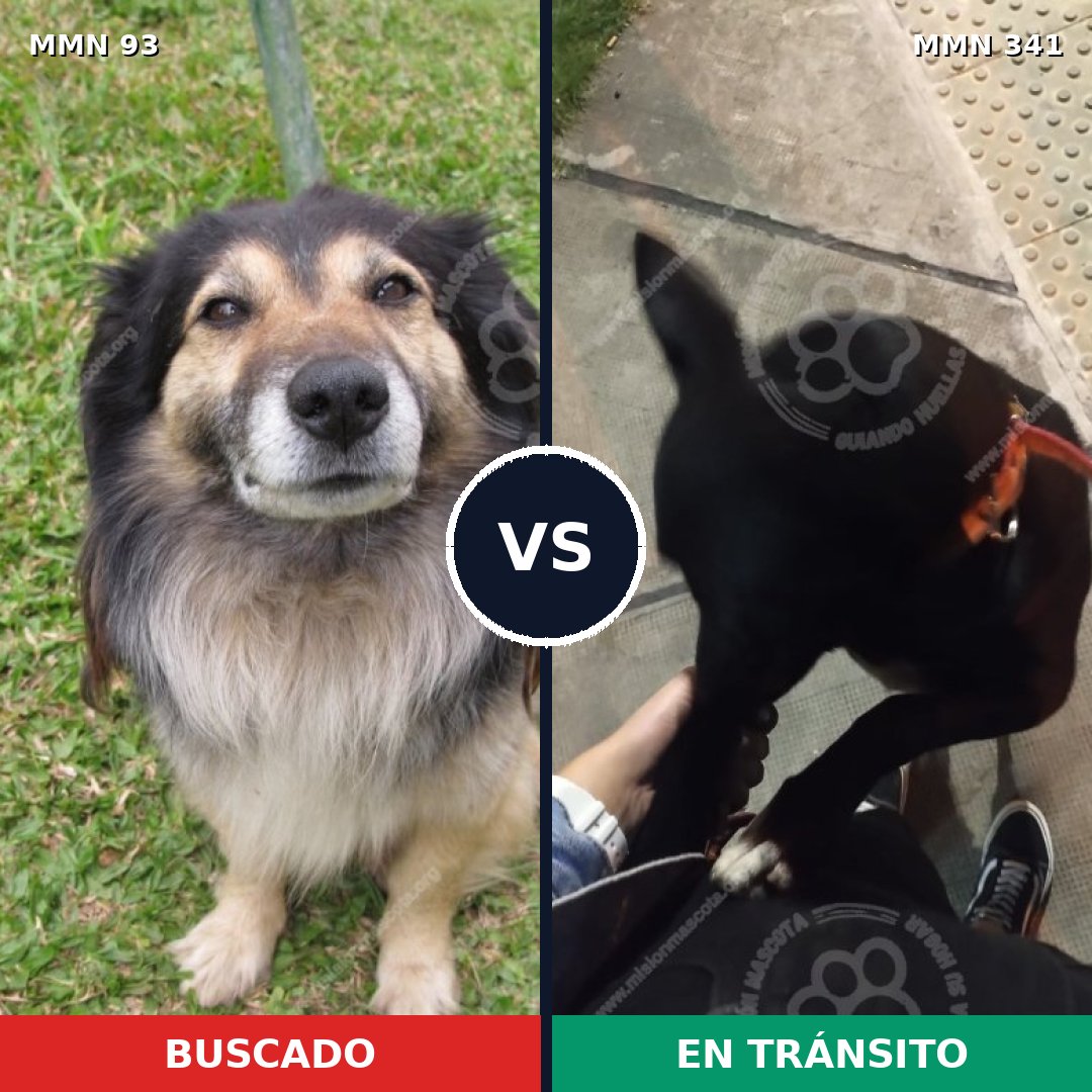 Comparativa MMS 2850: mascota perdida y mascota encontrada, 59% de similitud