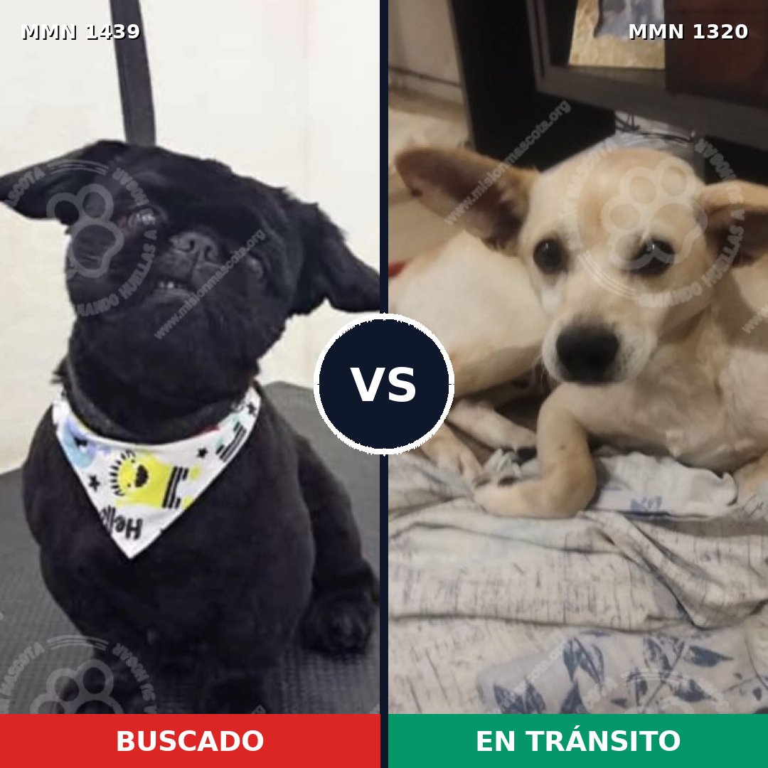 Comparativa MMS 28500: mascota perdida y mascota encontrada, 27% de similitud