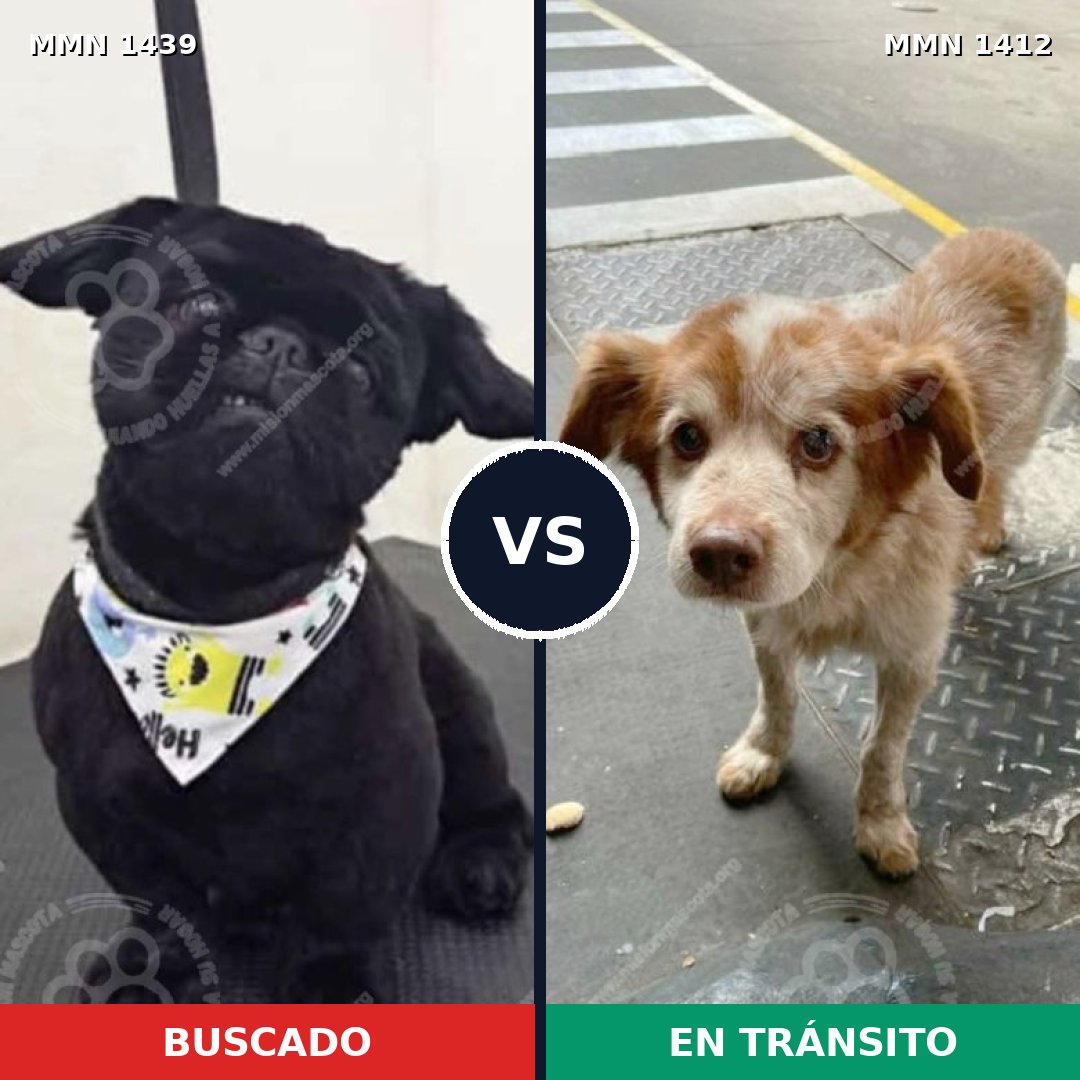 Comparativa MMS 28504: mascota perdida y mascota encontrada, 35% de similitud