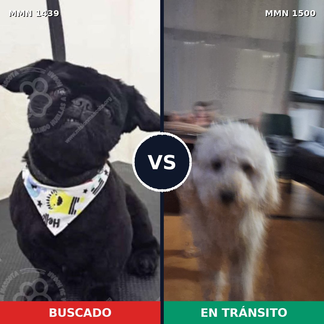 Comparativa MMS 28508: mascota perdida y mascota encontrada, 36% de similitud
