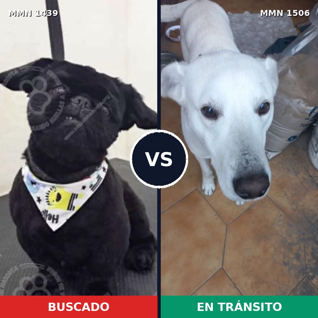 Comparativa MMS 28509: mascota perdida y mascota encontrada, 31% de similitud