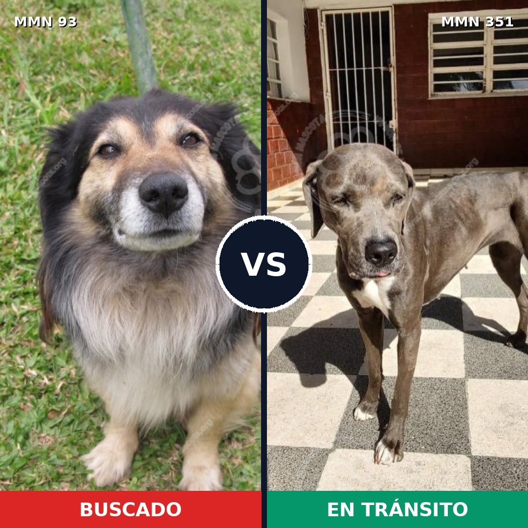 Comparativa MMS 2851: mascota perdida y mascota encontrada, 2% de similitud