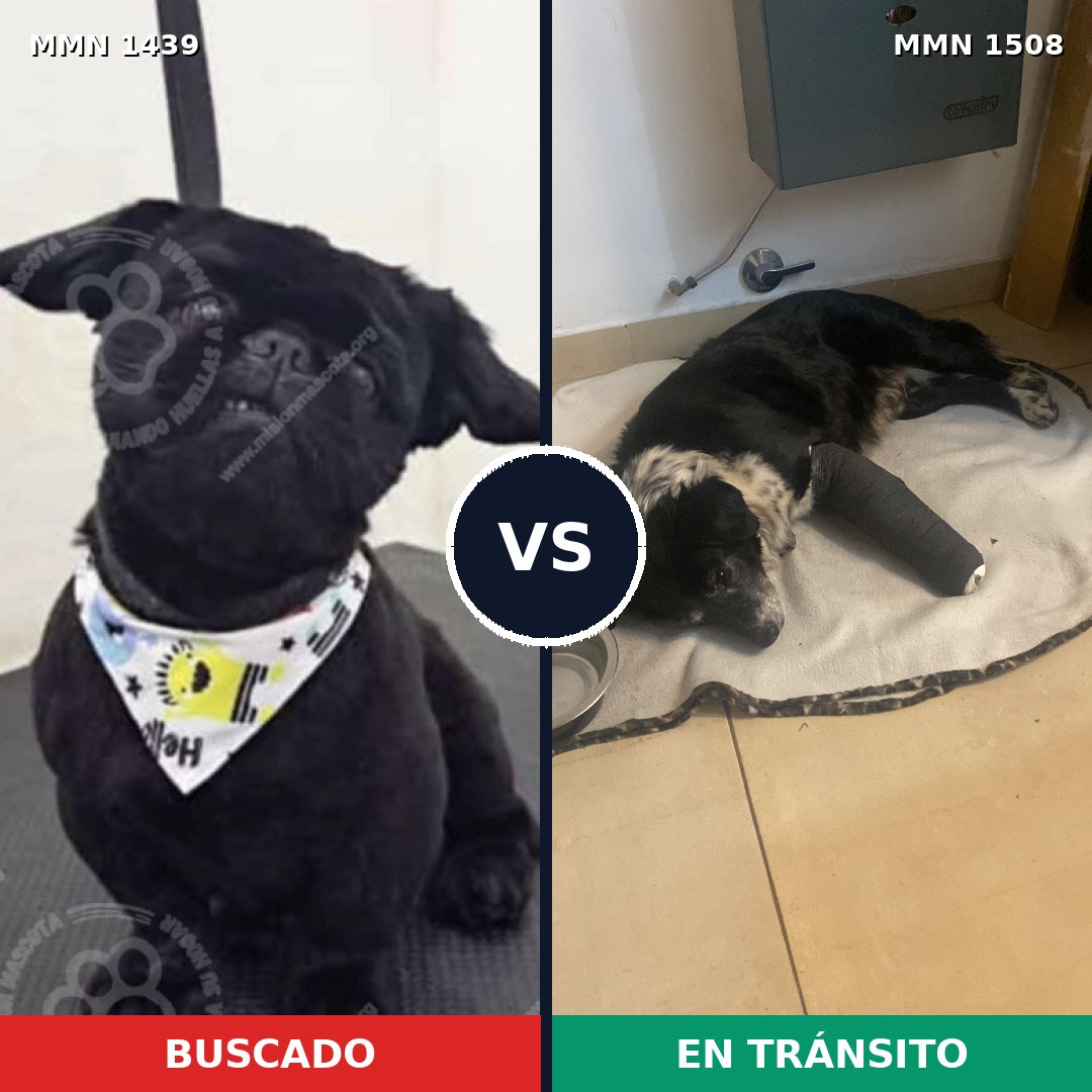 Comparativa MMS 28510: mascota perdida y mascota encontrada, 34% de similitud