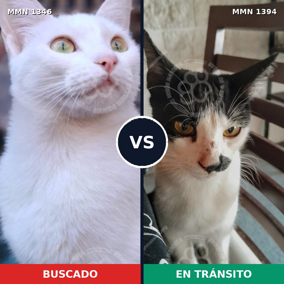 Comparativa MMS 28513: mascota perdida y mascota encontrada, 35% de similitud