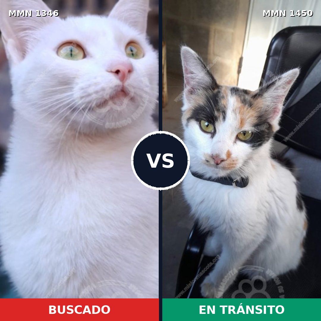 Comparativa MMS 28514: mascota perdida y mascota encontrada, 34% de similitud