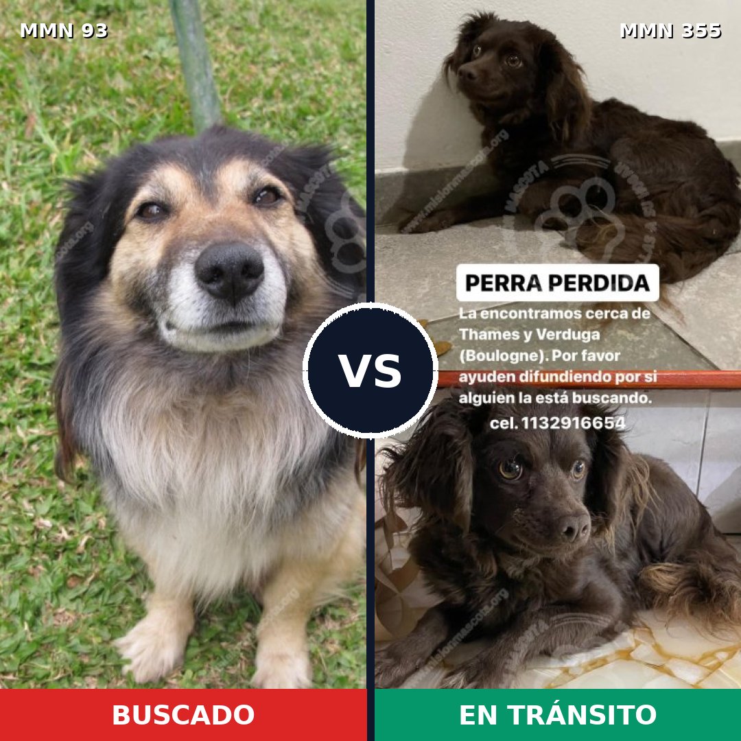 Comparativa MMS 2852: mascota perdida y mascota encontrada, 44% de similitud