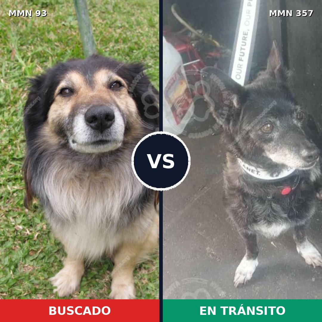 Comparativa MMS 2853: mascota perdida y mascota encontrada, 61% de similitud