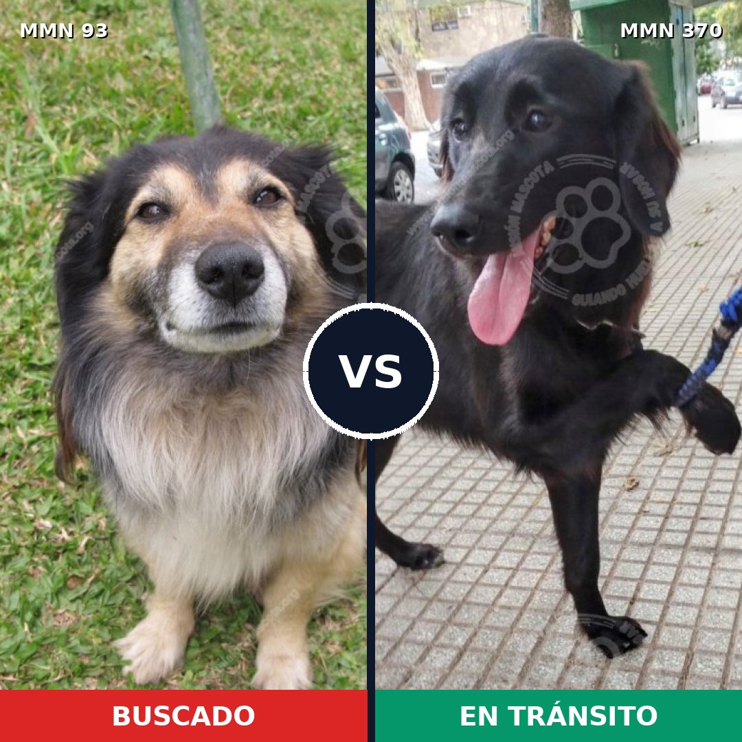 Comparativa MMS 2854: mascota perdida y mascota encontrada, 61% de similitud