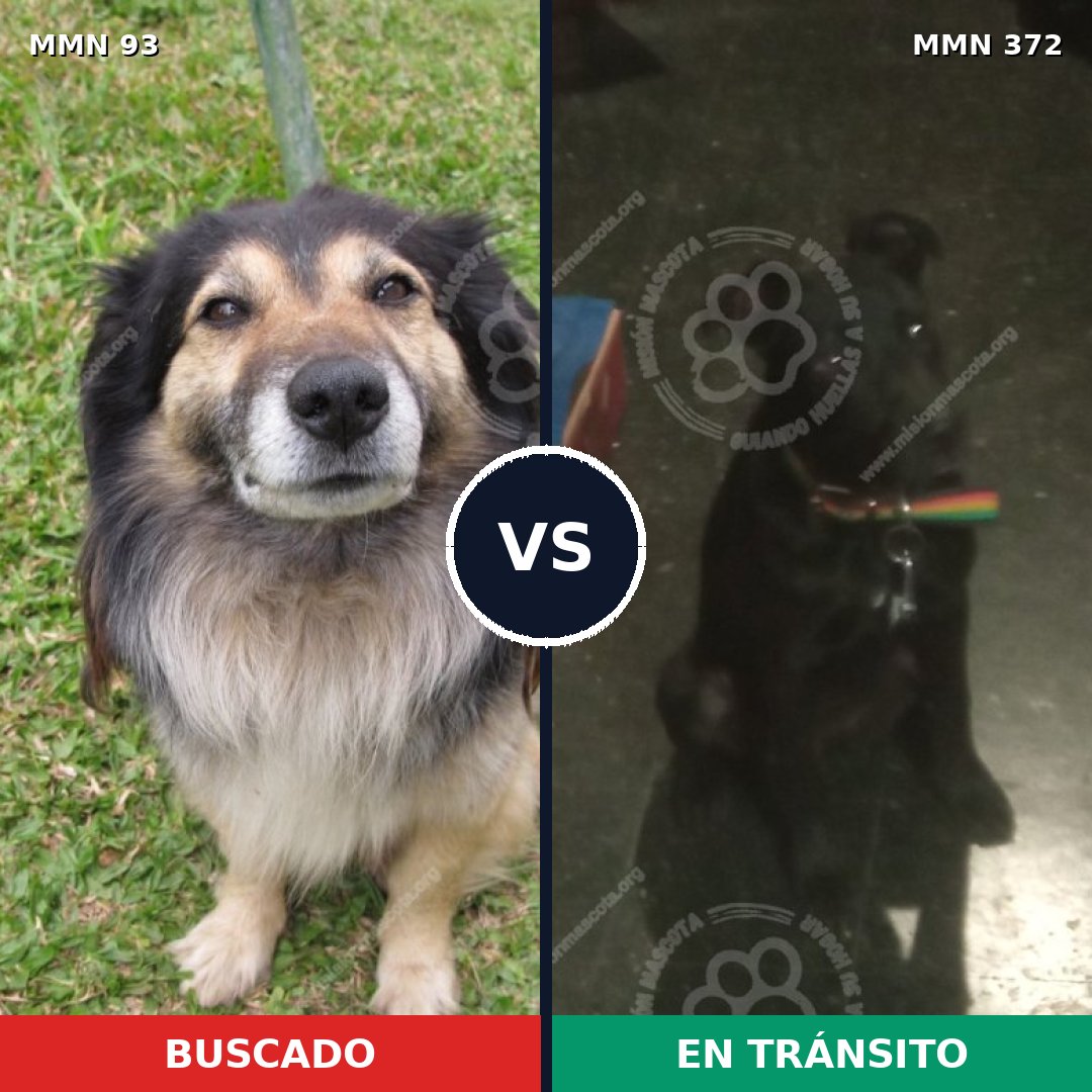 Comparativa MMS 2855: mascota perdida y mascota encontrada, 59% de similitud