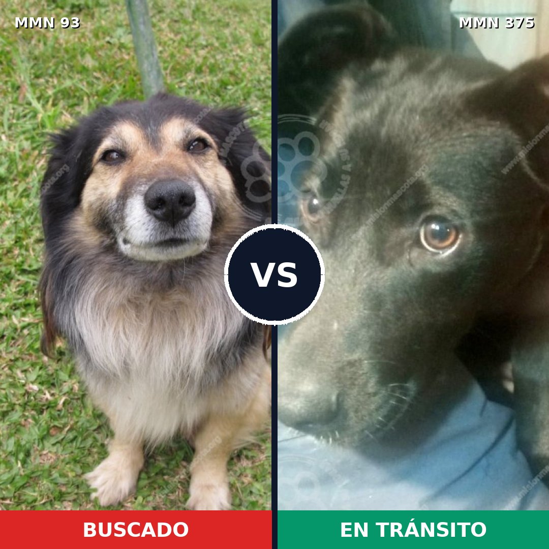 Comparativa MMS 2856: mascota perdida y mascota encontrada, 59% de similitud