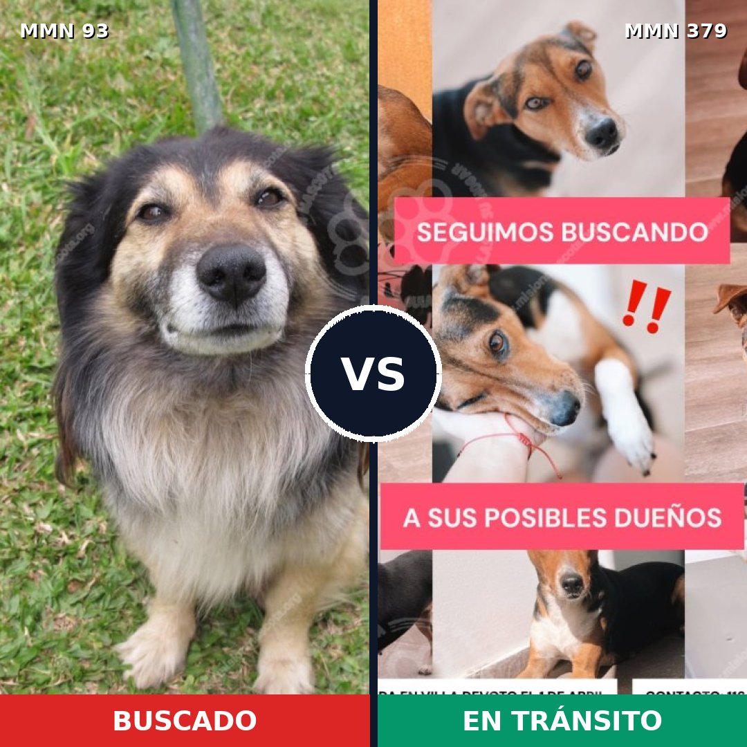 Comparativa MMS 2857: mascota perdida y mascota encontrada, 68% de similitud