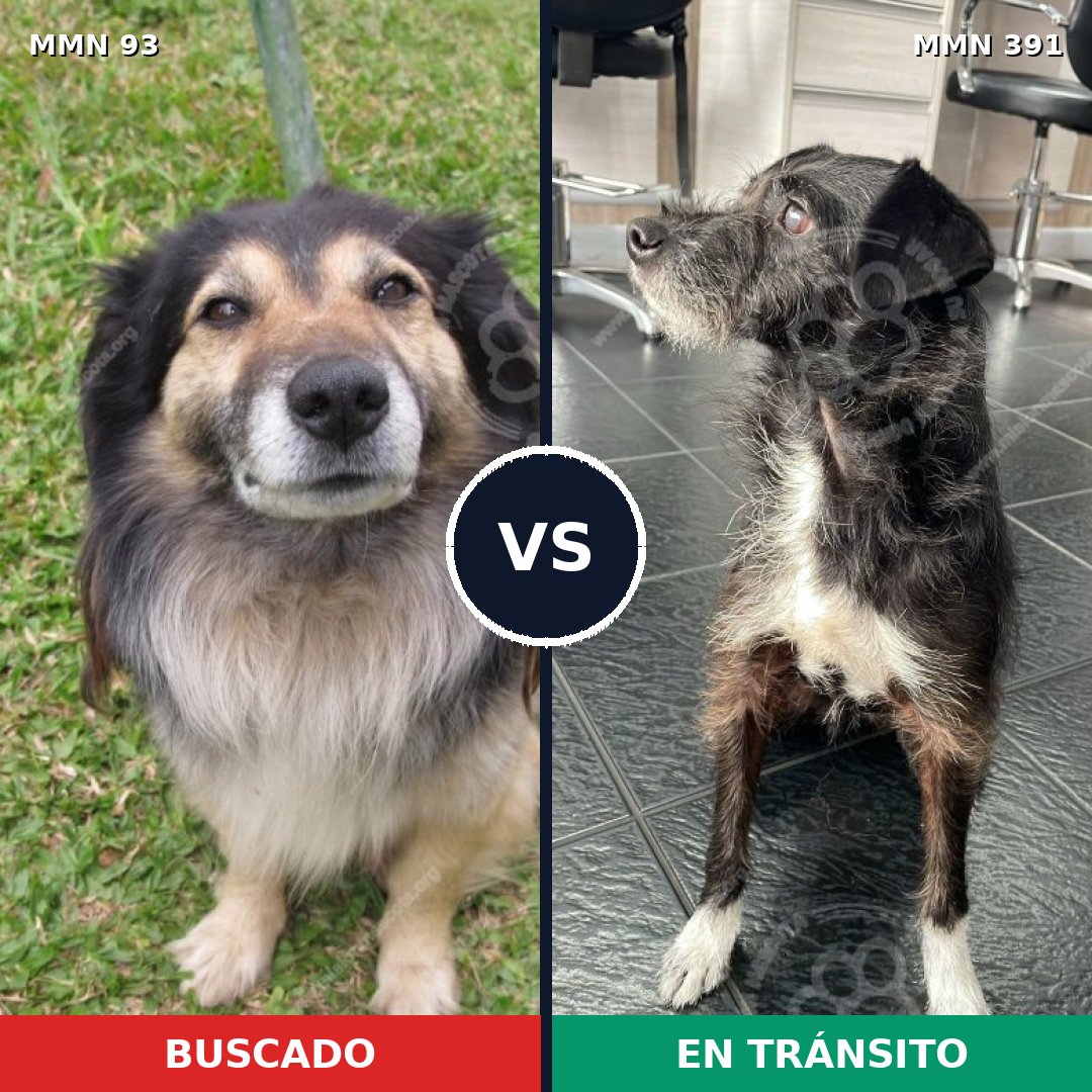 Comparativa MMS 2858: mascota perdida y mascota encontrada, 61% de similitud