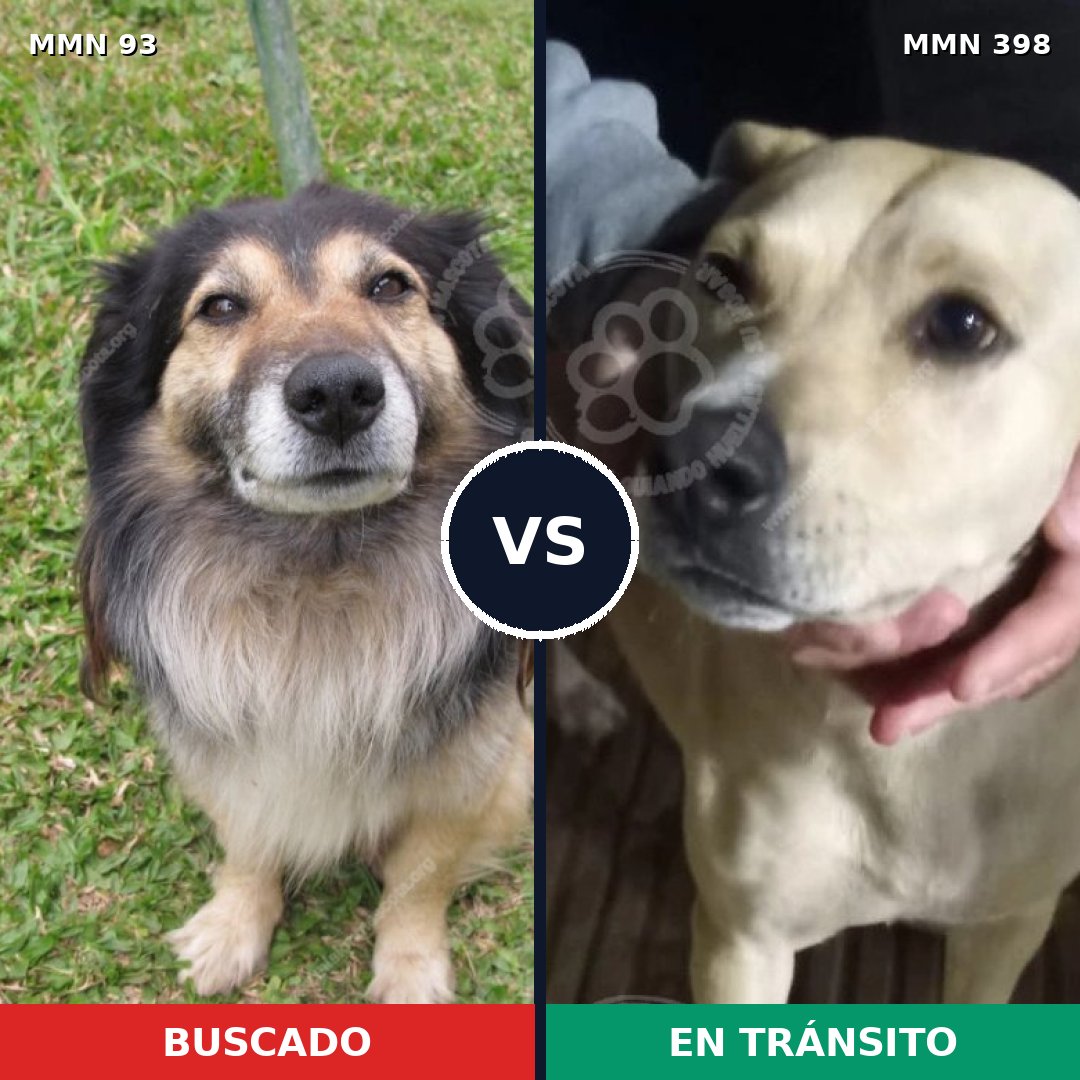 Comparativa MMS 2859: mascota perdida y mascota encontrada, 46% de similitud