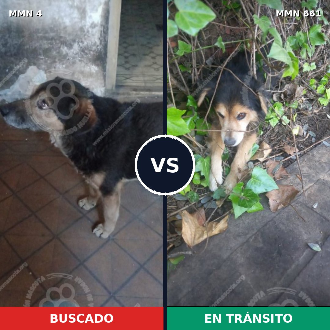 Comparativa MMS 286: mascota perdida y mascota encontrada, 32% de similitud