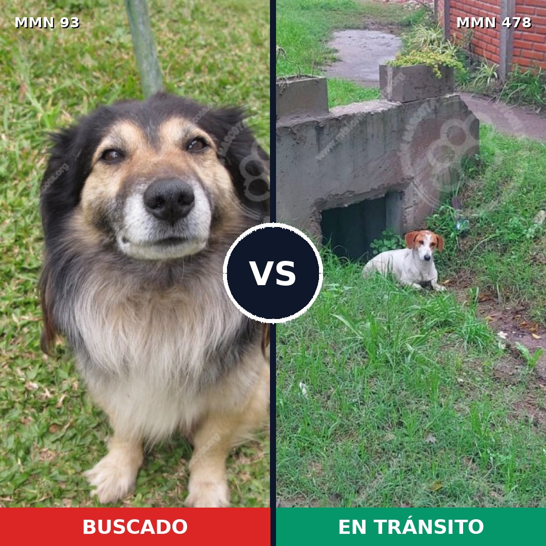 Comparativa MMS 2860: mascota perdida y mascota encontrada, 55% de similitud