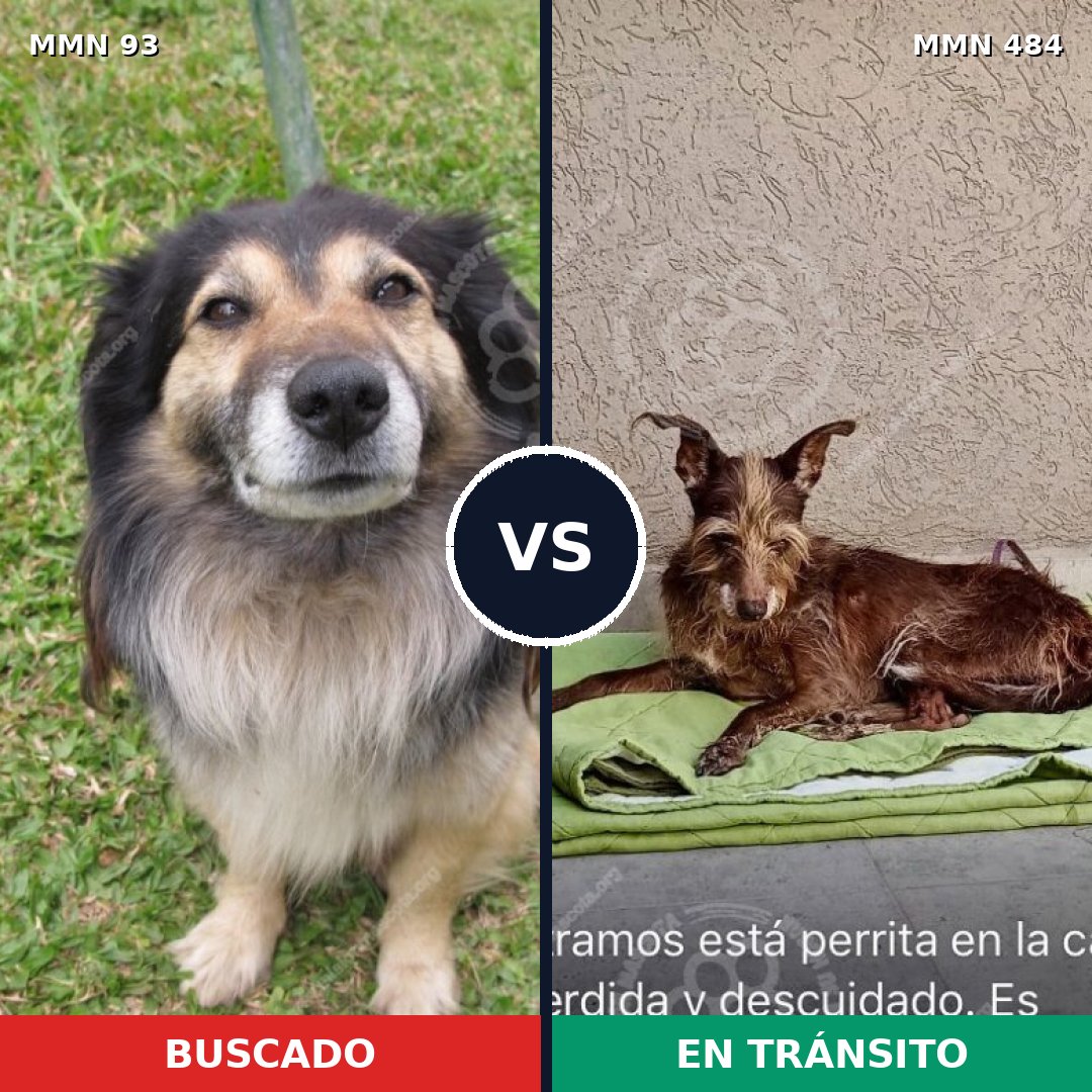 Comparativa MMS 2861: mascota perdida y mascota encontrada, 51% de similitud