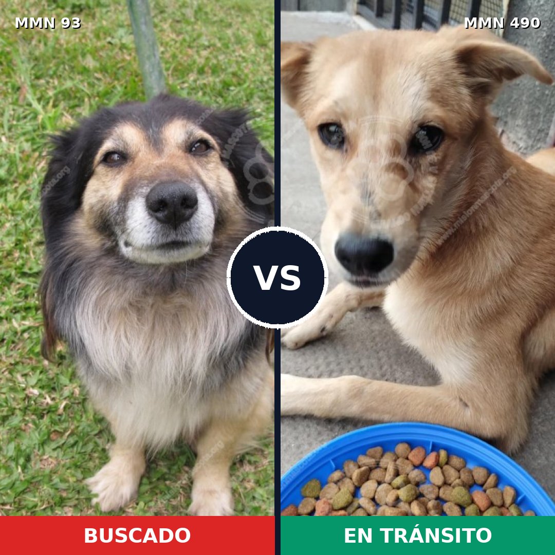 Comparativa MMS 2863: mascota perdida y mascota encontrada, 46% de similitud