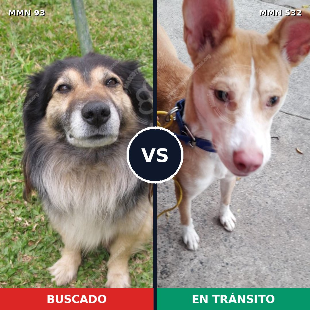 Comparativa MMS 2864: mascota perdida y mascota encontrada, 42% de similitud