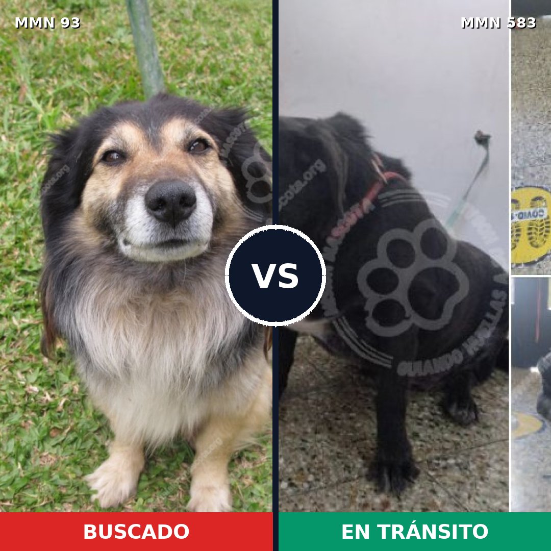 Comparativa MMS 2865: mascota perdida y mascota encontrada, 62% de similitud