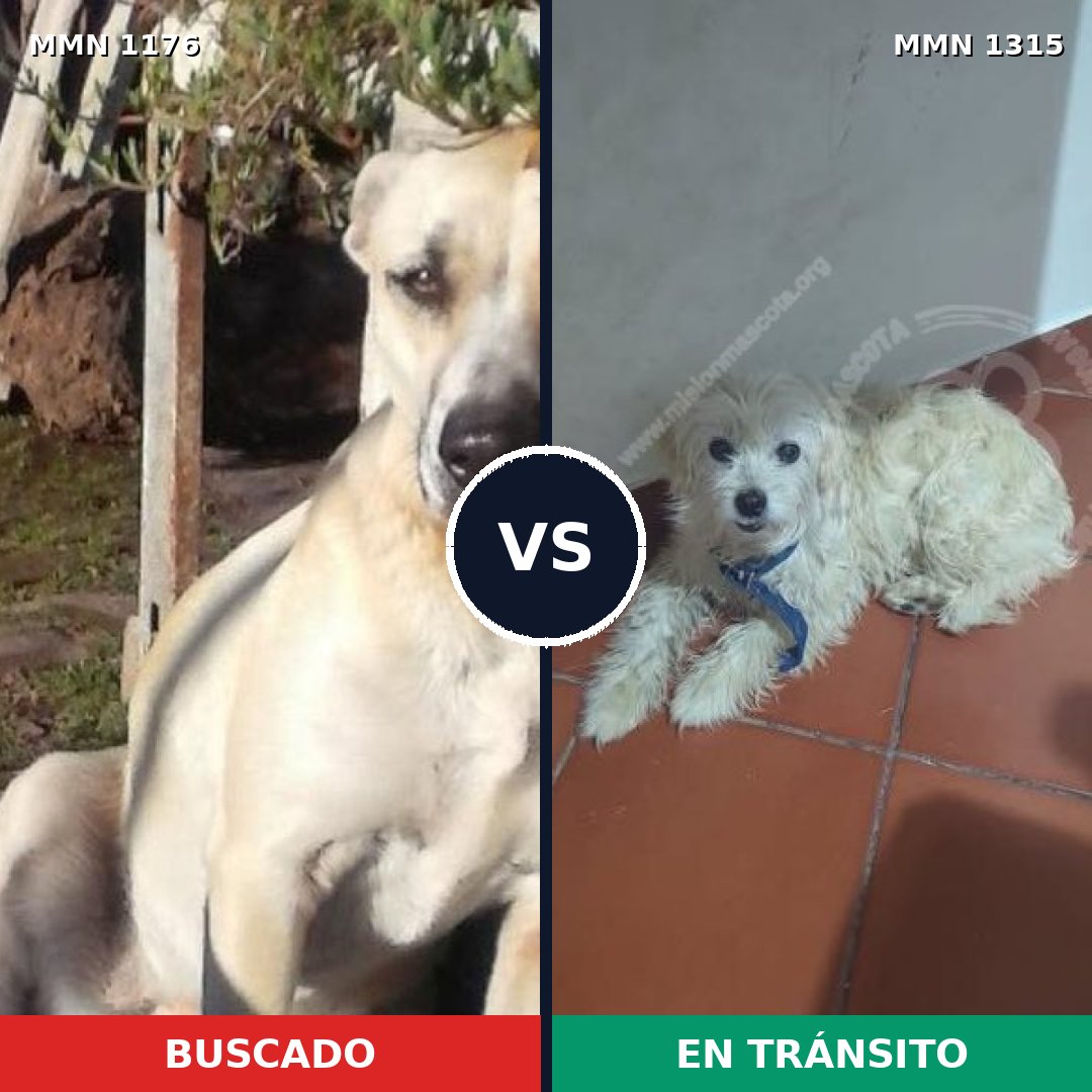 Comparativa MMS 28661: mascota perdida y mascota encontrada, 58% de similitud