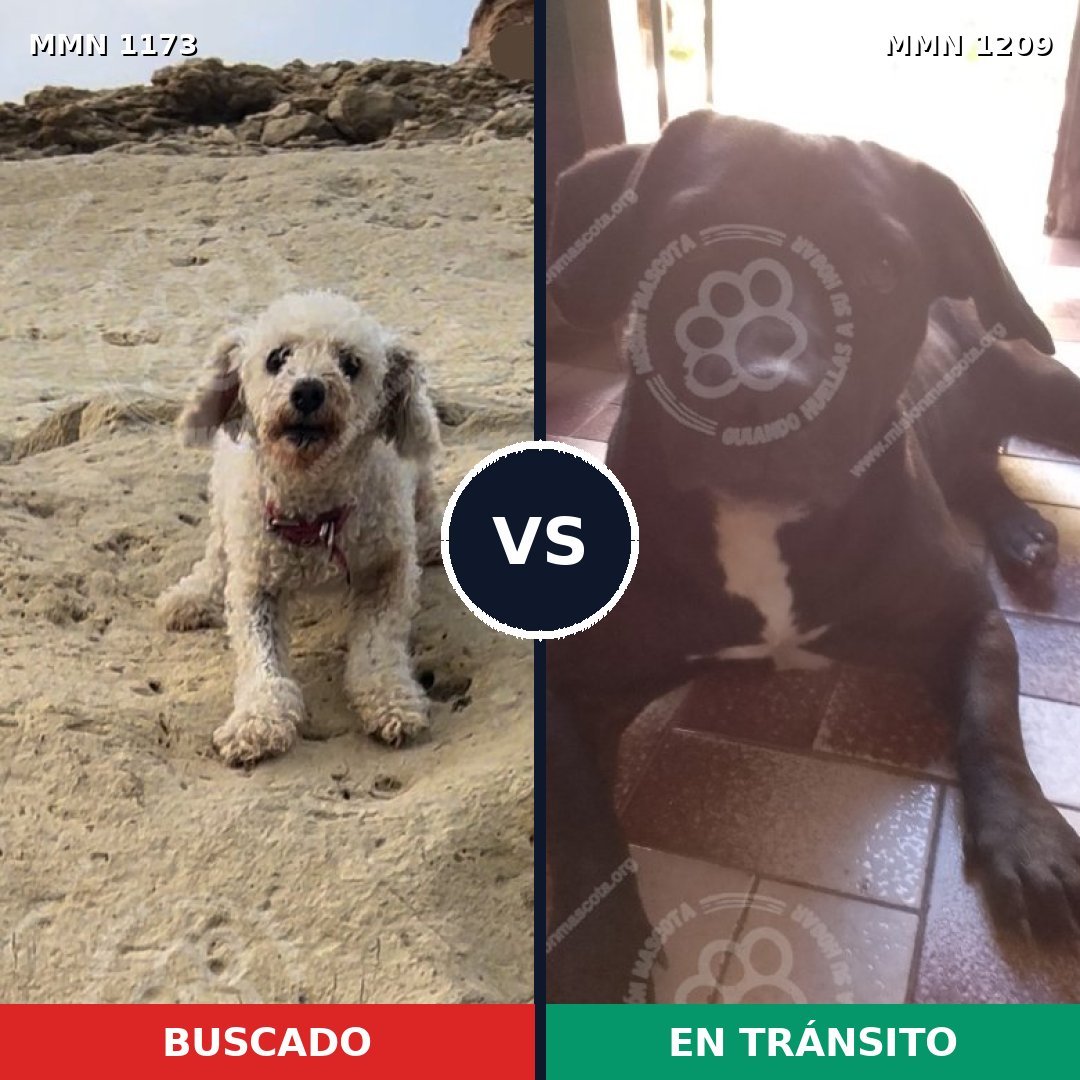 Comparativa MMS 28663: mascota perdida y mascota encontrada, 32% de similitud