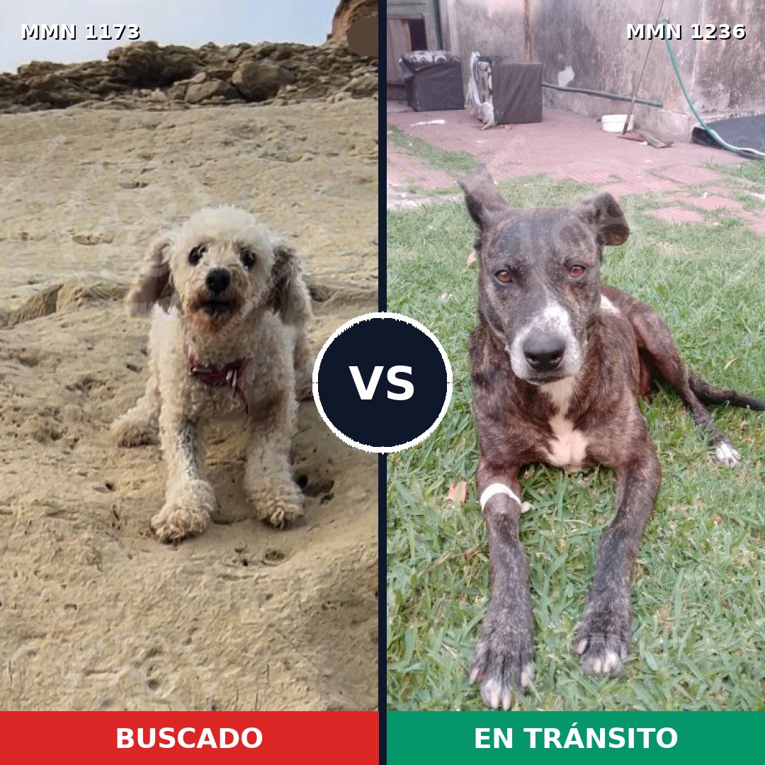 Comparativa MMS 28664: mascota perdida y mascota encontrada, 24% de similitud