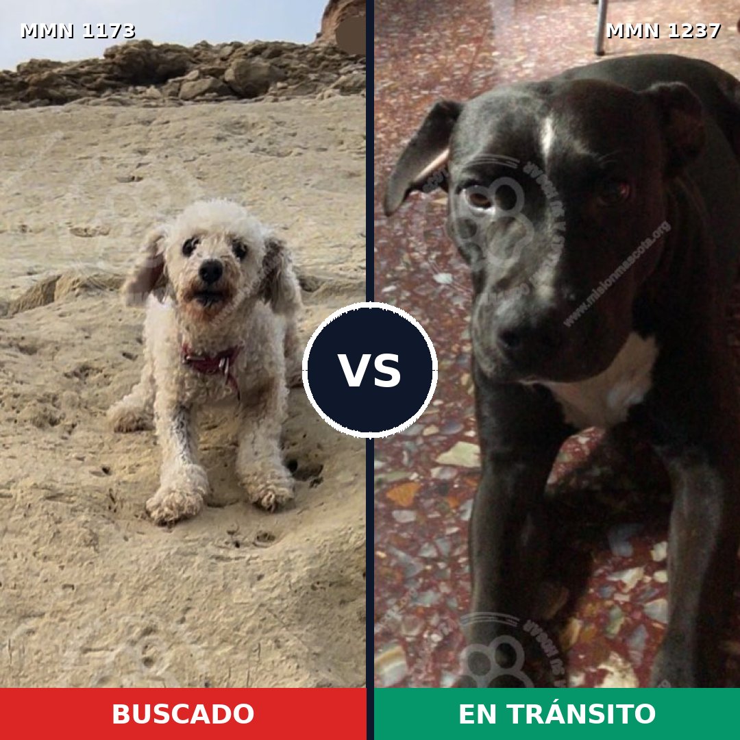 Comparativa MMS 28665: mascota perdida y mascota encontrada, 34% de similitud