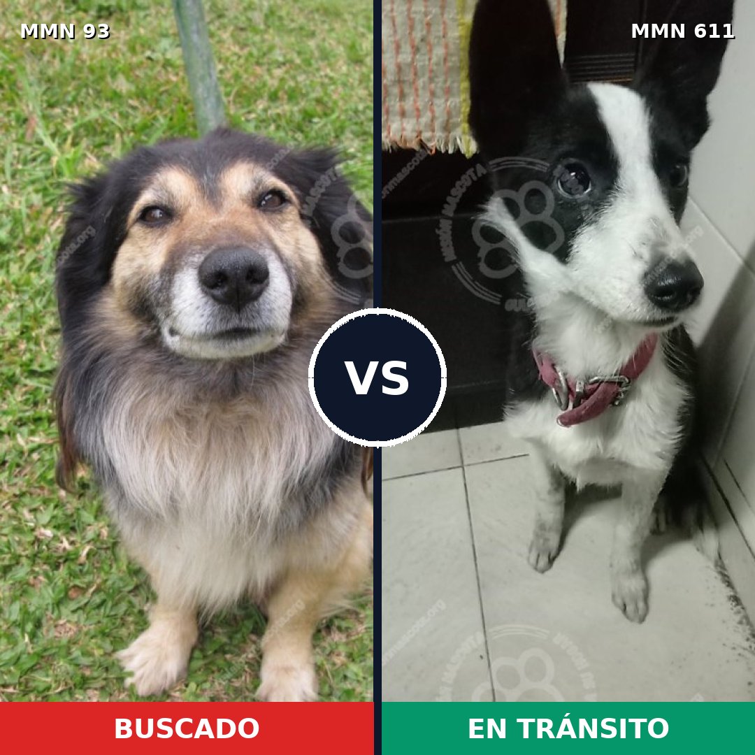 Comparativa MMS 2867: mascota perdida y mascota encontrada, 61% de similitud