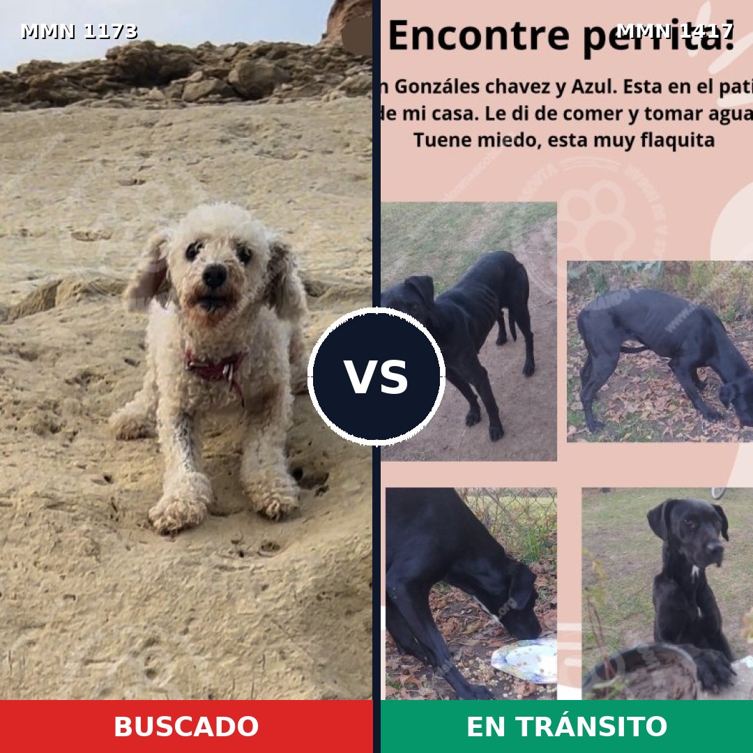 Comparativa MMS 28670: mascota perdida y mascota encontrada, 34% de similitud