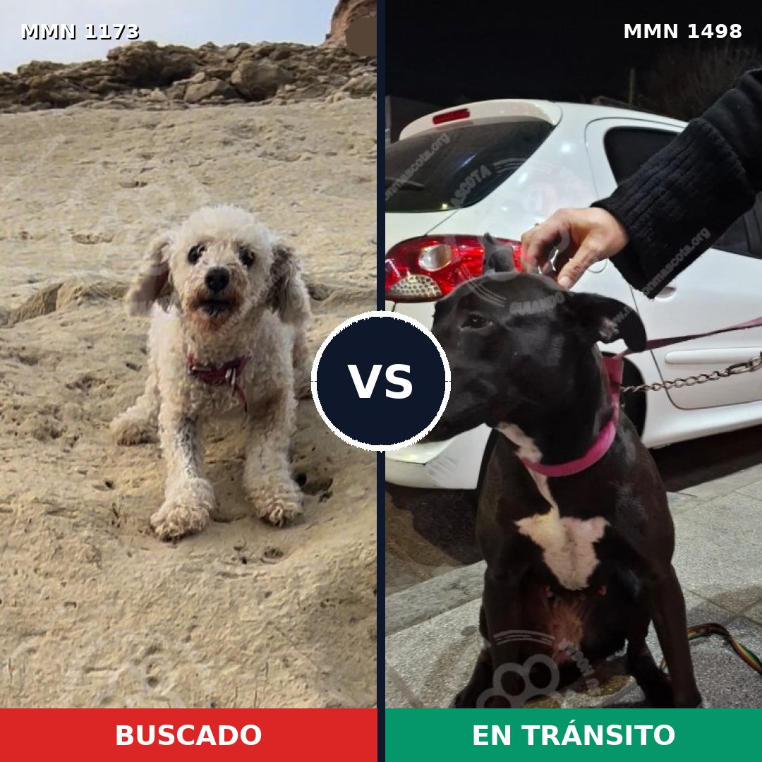 Comparativa MMS 28671: mascota perdida y mascota encontrada, 29% de similitud