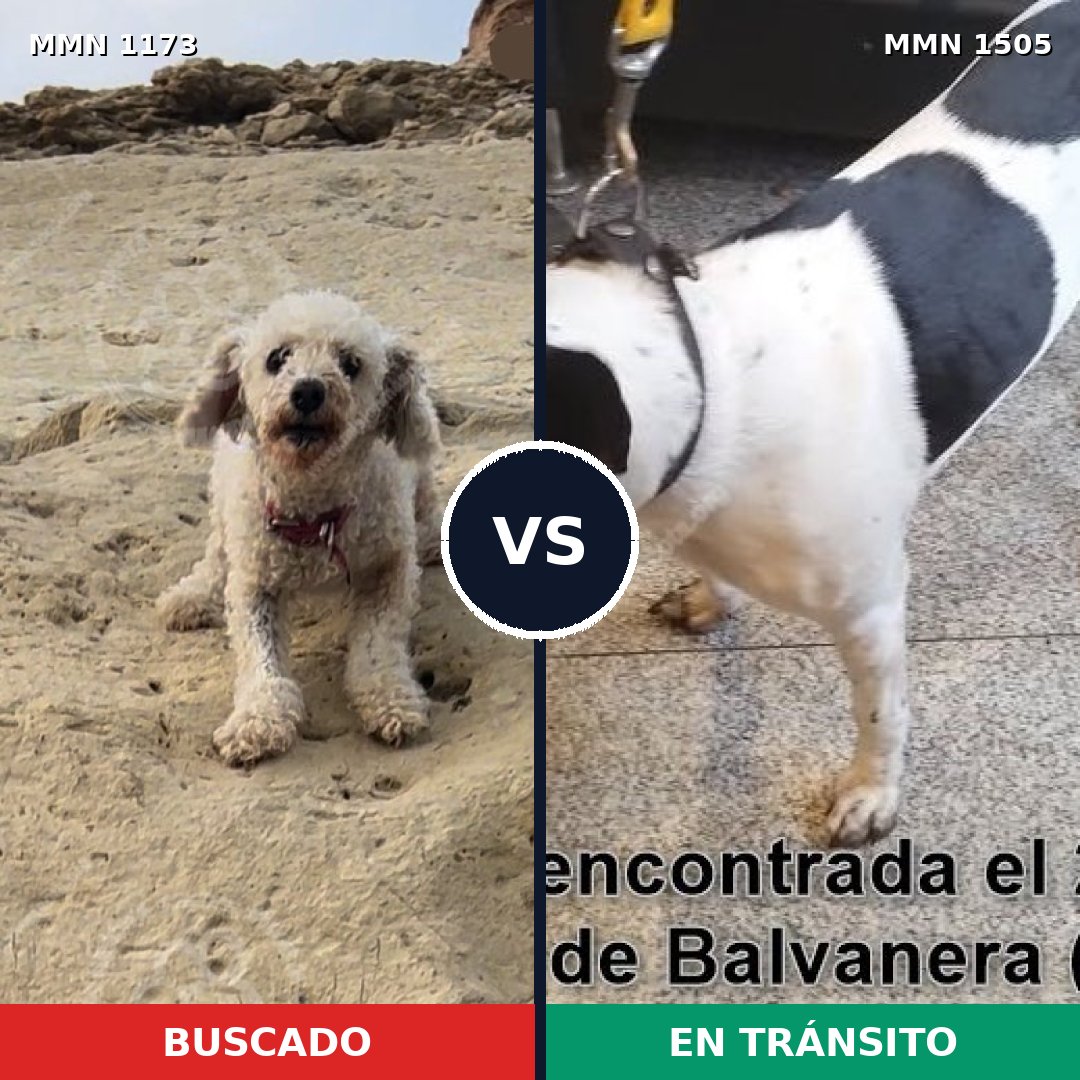 Comparativa MMS 28672: mascota perdida y mascota encontrada, 35% de similitud