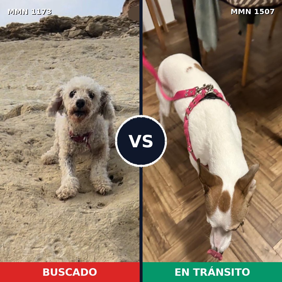 Comparativa MMS 28673: mascota perdida y mascota encontrada, 30% de similitud