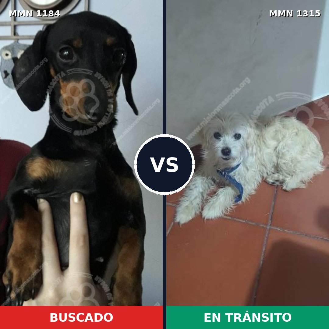 Comparativa MMS 28677: mascota perdida y mascota encontrada, 39% de similitud